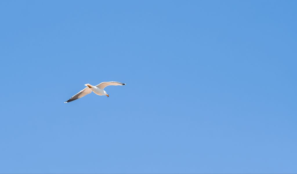 1024x600 Wallpaper seagull, bird, sky, minimalism, blue