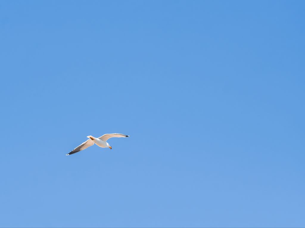 1024x768 Wallpaper seagull, bird, sky, minimalism, blue