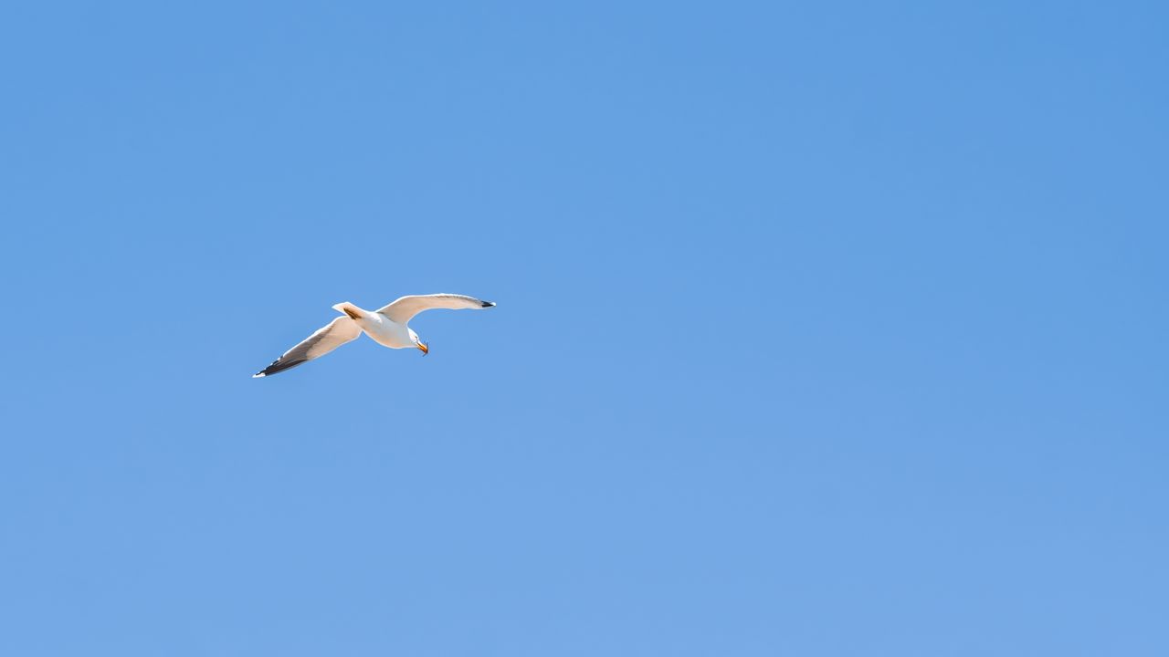 Wallpaper seagull, bird, sky, minimalism, blue