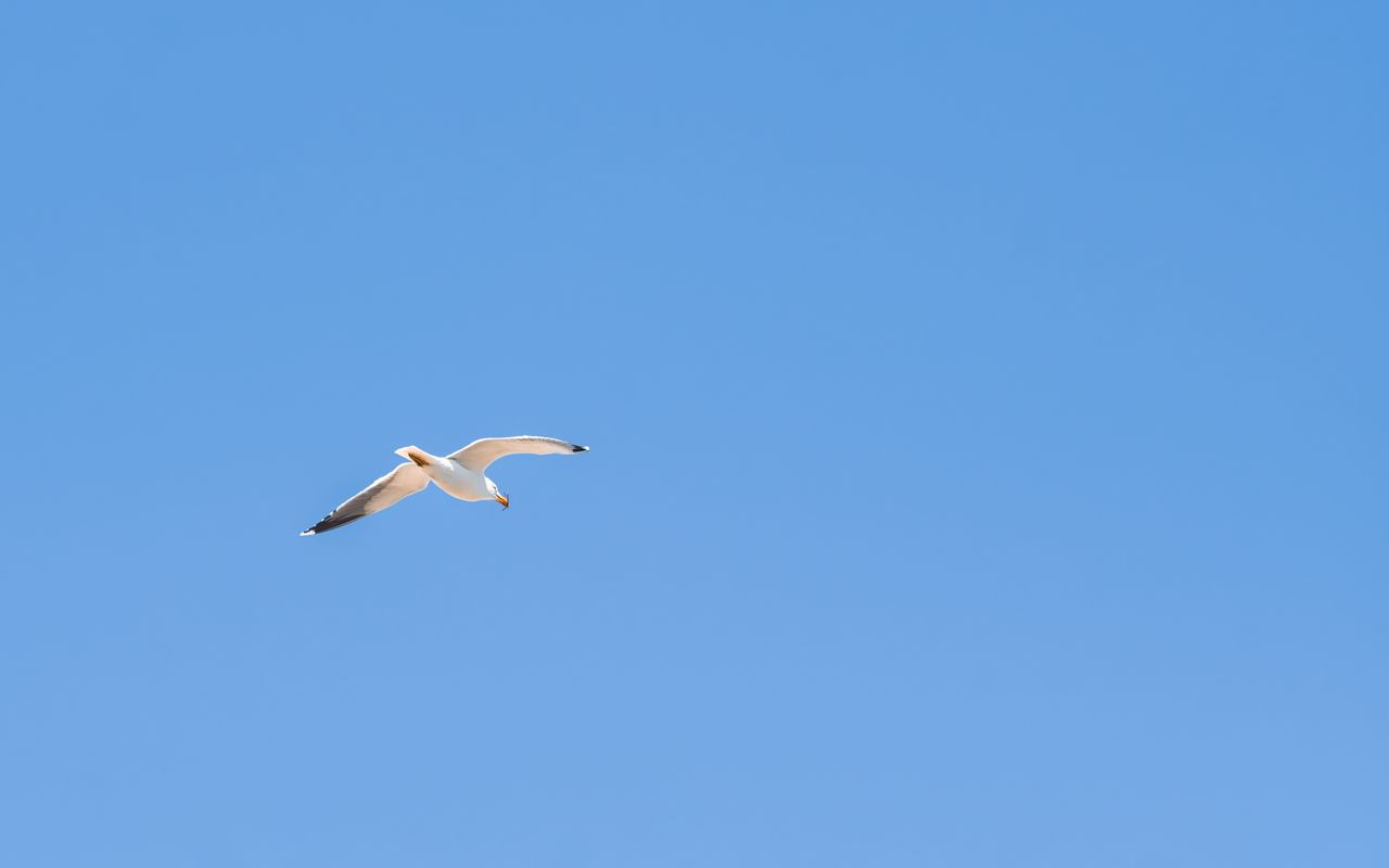 1280x800 Wallpaper seagull, bird, sky, minimalism, blue