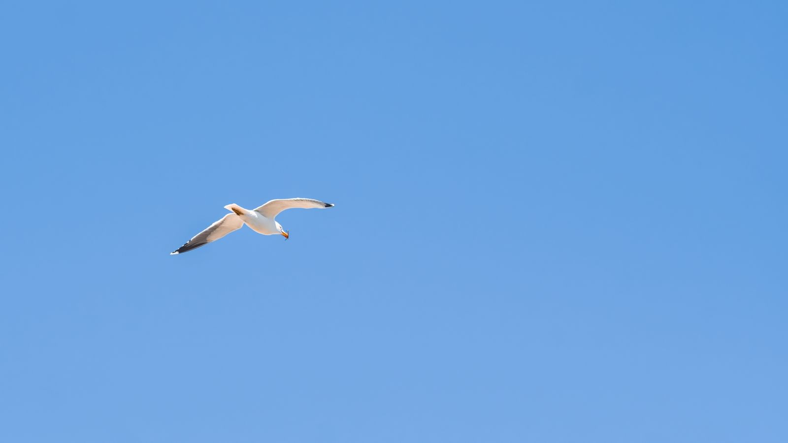 1600x900 Wallpaper seagull, bird, sky, minimalism, blue