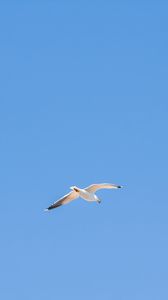 Preview wallpaper seagull, bird, sky, minimalism, blue