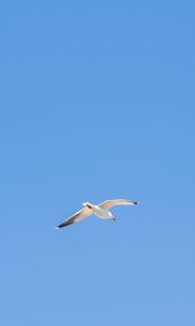 Preview wallpaper seagull, bird, sky, minimalism, blue
