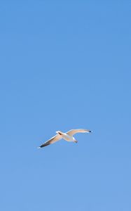 Preview wallpaper seagull, bird, sky, minimalism, blue