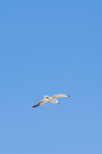 Preview wallpaper seagull, bird, sky, minimalism, blue