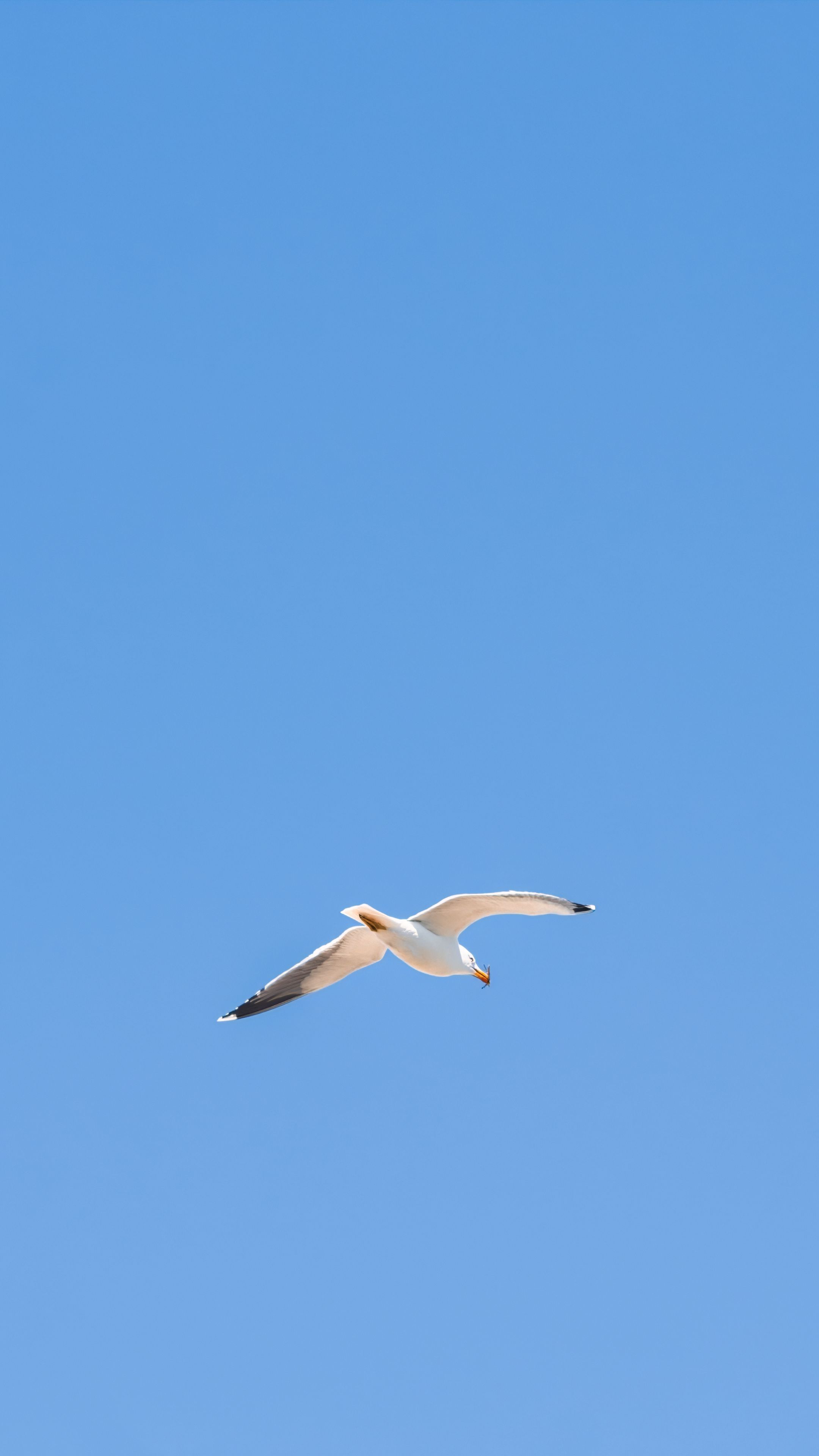 2160x3840 Wallpaper seagull, bird, sky, minimalism, blue
