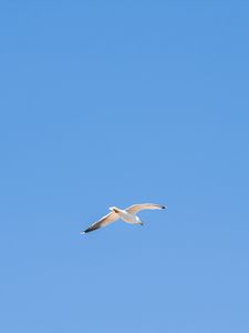 Preview wallpaper seagull, bird, sky, minimalism, blue