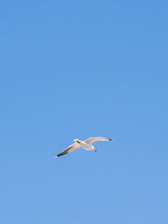 240x320 Wallpaper seagull, bird, sky, minimalism, blue