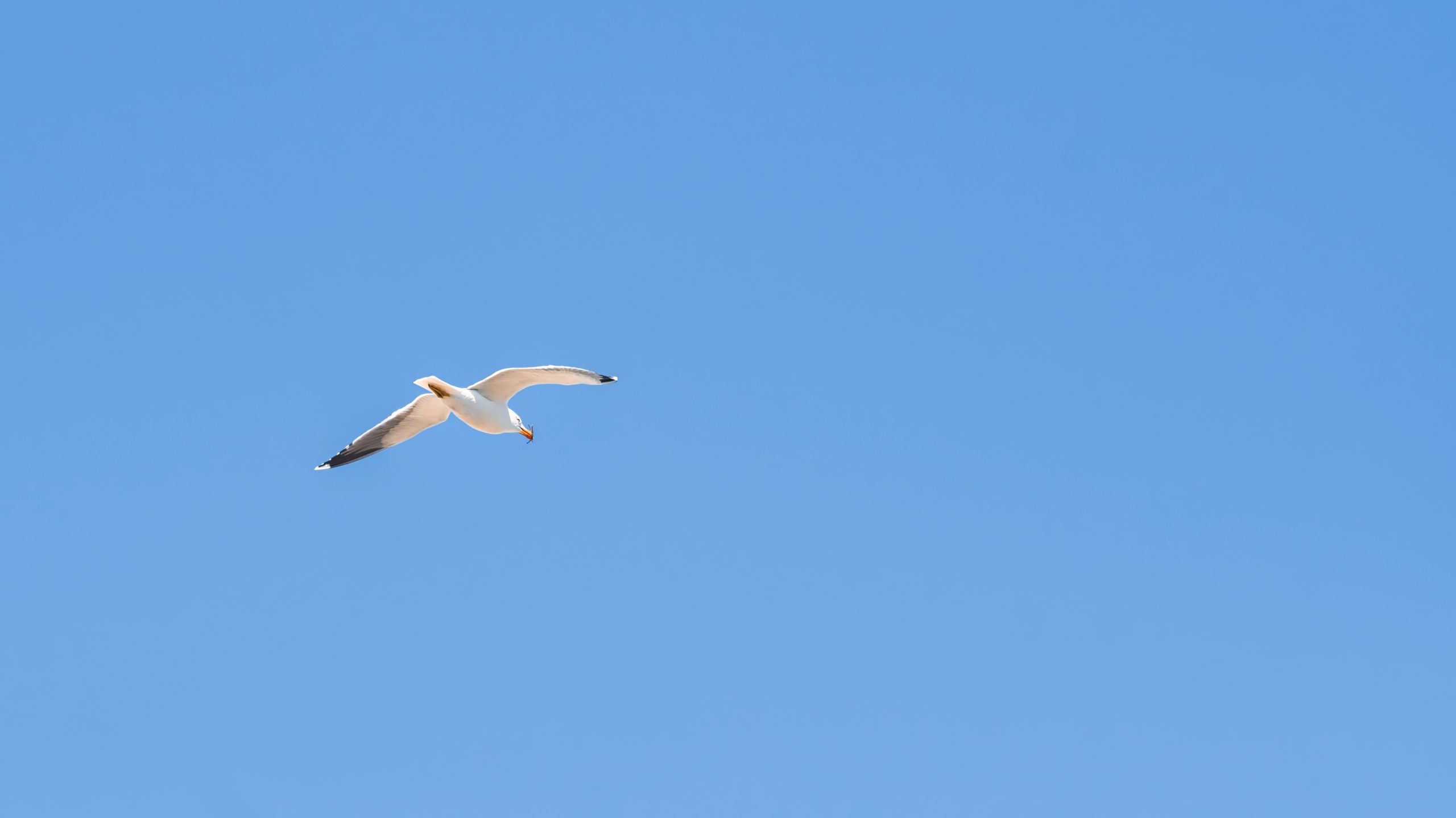 2560x1440 Wallpaper seagull, bird, sky, minimalism, blue