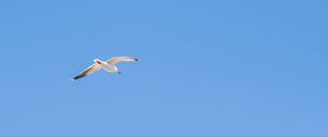 Preview wallpaper seagull, bird, sky, minimalism, blue