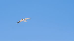 Preview wallpaper seagull, bird, sky, minimalism, blue