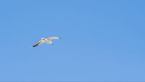 Preview wallpaper seagull, bird, sky, minimalism, blue