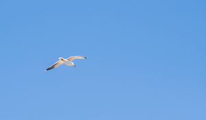 Preview wallpaper seagull, bird, sky, minimalism, blue