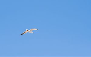 Preview wallpaper seagull, bird, sky, minimalism, blue