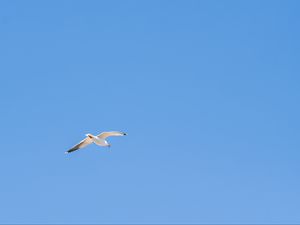 Preview wallpaper seagull, bird, sky, minimalism, blue