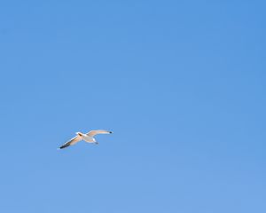 Preview wallpaper seagull, bird, sky, minimalism, blue