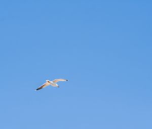 Preview wallpaper seagull, bird, sky, minimalism, blue