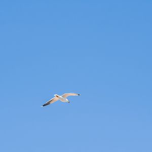Preview wallpaper seagull, bird, sky, minimalism, blue