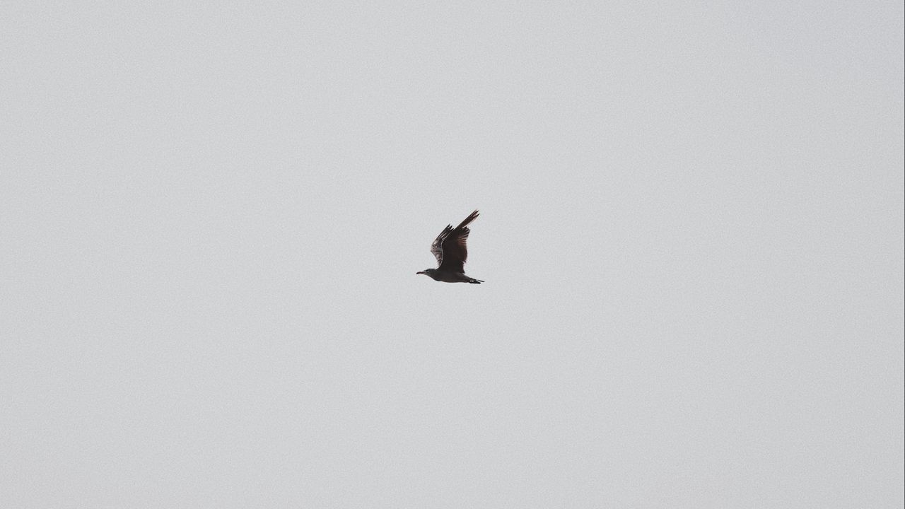 Wallpaper seagull, bird, sky, minimalism, gray