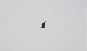 Preview wallpaper seagull, bird, sky, minimalism, gray