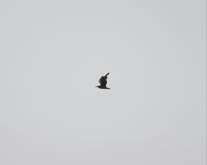 Preview wallpaper seagull, bird, sky, minimalism, gray