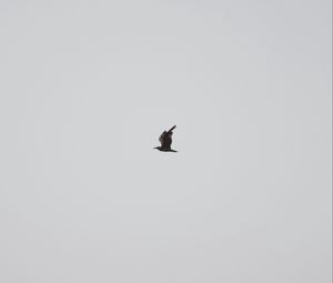 Preview wallpaper seagull, bird, sky, minimalism, gray