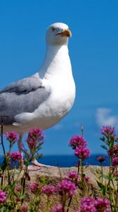 Preview wallpaper seagull, bird, sky, color, light