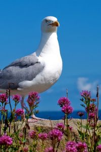 Preview wallpaper seagull, bird, sky, color, light