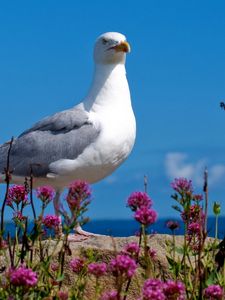 Preview wallpaper seagull, bird, sky, color, light