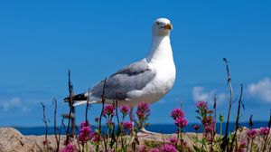 Preview wallpaper seagull, bird, sky, color, light