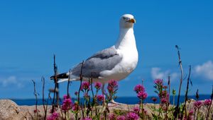 Preview wallpaper seagull, bird, sky, color, light