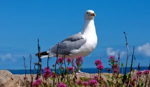 Preview wallpaper seagull, bird, sky, color, light