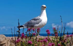 Preview wallpaper seagull, bird, sky, color, light