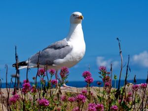 Preview wallpaper seagull, bird, sky, color, light