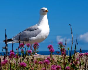 Preview wallpaper seagull, bird, sky, color, light