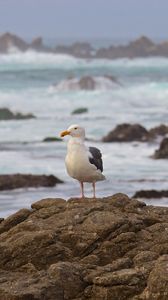 Preview wallpaper seagull, bird, stone, sea