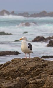 Preview wallpaper seagull, bird, stone, sea