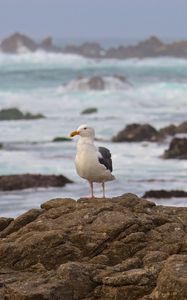 Preview wallpaper seagull, bird, stone, sea