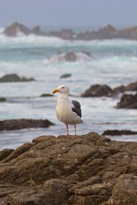 Preview wallpaper seagull, bird, stone, sea