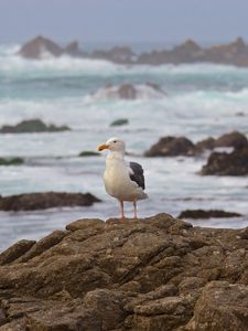 Preview wallpaper seagull, bird, stone, sea