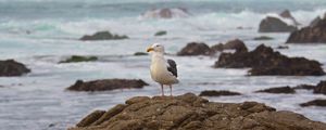 Preview wallpaper seagull, bird, stone, sea