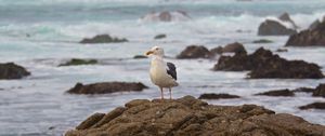 Preview wallpaper seagull, bird, stone, sea