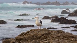 Preview wallpaper seagull, bird, stone, sea