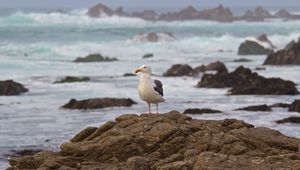 Preview wallpaper seagull, bird, stone, sea