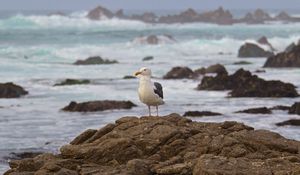 Preview wallpaper seagull, bird, stone, sea