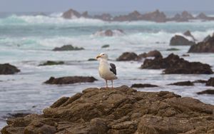 Preview wallpaper seagull, bird, stone, sea