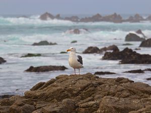 Preview wallpaper seagull, bird, stone, sea