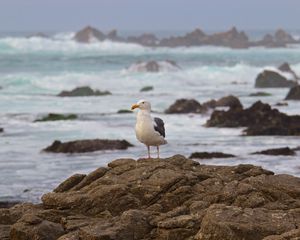 Preview wallpaper seagull, bird, stone, sea