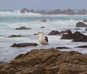 Preview wallpaper seagull, bird, stone, sea