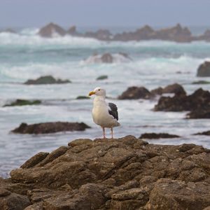 Preview wallpaper seagull, bird, stone, sea